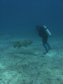 Grouper came right up to this diver.