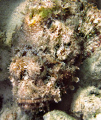 Scorpionfish