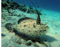 Peacock Flounder