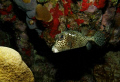 Trunkfish at Klien Bonaire