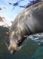 A nosey Seal at Rottnest Island 