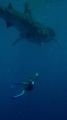 Whale shark encounter...no need for words!