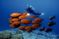 Red Squadron
Diver watches a shoal Common Bigeyes (Priancanthus hamrur).

Ba-Atoll, Maldives, Indian Ocean
