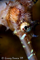 This is a shy sea horse that was trying hard not to be noticed by me. I was about to finish my dive when I noticed it hiding near a small rock,