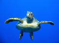 Toward the end of a dive in Grand Cayman we were slowly making our way to the surface from the reeftop at approx 60 feet.  This young green sea turtle swam 30 feet from the reef to check me out.  Shot with a Canon A620 and an Ikelite DS50.