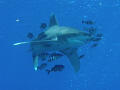 Oceanic white tip, Deadelus reef