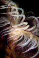 Tube Anemone in the Swan river Perth. Night dive Using Canon 50d 60mm lens.