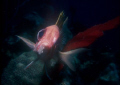 Squirrelfish on my last frame for that roll of film, Kodachrome 64 with Nikonos V 35 mm lens with the close up attachment and Nikon SB 105