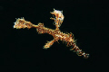 This is an ornate ghost pipe fish. Taken this June during a dive trip at Manado, Indonesia.
Using a Canon 450D. Kit lens.