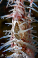 A very pregnant ornate ghost pipe fish tummy showing off the kids.