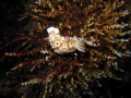 A nudibranch from Komodo