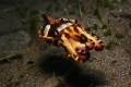 Flamboyant cuttlefish

Taken in Manado, Indonesia. June 2009