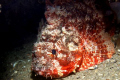 Scorpion fish Night time, Swan River.