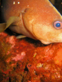 Curious fish on deep wreck in the Gulf of Mexico