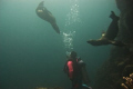 This was the Sea of Cortez and the pups were very curious.  Of course Mom Sealion was watching them and us very carefully!