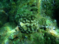 Stalking the elusive mystery coral off the Na Pali coast of Kauai. I don't know if the category fits...I don't know what kind of coral it is. I'm not in the least bit educated in these things.