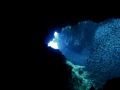 Found this cave filled with plenty of silversides in Banco Chinchorro Biosphere Reserve, this is one of the shots i did