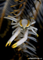 Elegant Squat Lobster