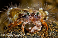 Out for a night dive to hunt for a good subject to photograph and this wonderful hermit crab seems to be volunteering.