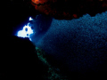 Silversides in a cave, Chinchorro Atoll