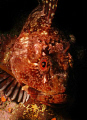 aggressive cabezon I came across while diving at Monastery Beach in Carmel, Ca. I think he  saw his reflection in the inon fisheye lens because rather than swim away from me he started sizing up the camera.