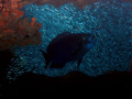 Midnight parrotfish and silversides in a cave