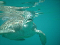 Green Turtles off Coast of Barbados