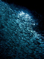 Silversides schooling and flashing around