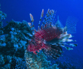 Lion fish siwming by