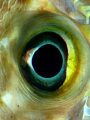 eye off the yellowspotted burrfish.
(cropped and some saturation)