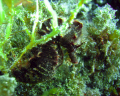 Black seahorse hiding from my camera