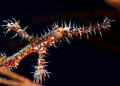 Ghostpipefish