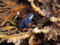 Mandarin Fish Mating time