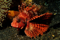 taken on a rainy day at bunaken,manado,indonesia,10 m depth,nikon d 300 in sea and sea housing,single strobe(ys duo ttl