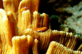 blenny on hard coral