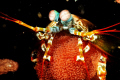 mantis shrimp carrying eggs