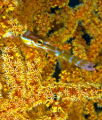 Pipe Fish in Coral
