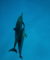 snorkeling with dolfins