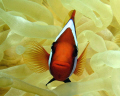 Clown Anenome fish on the bow of the Fujikawa Maru in Chuuk