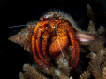 large hermit crab, very accomadating, he/she just sat there whilst I took my shots..not bothered at all