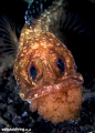 Egg Cup (Opistognathus latitabundus) Blotched Jawfish with eggs