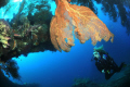 sea fan with diver in ship wreck