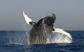 Flip of a Humpback.
This photo was taken in South Africa outside Mboyti.