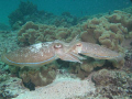 Cattle Fish - mating