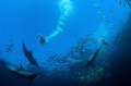 I got one.
This is during the Sardine Run, a Cape Gannet has just catch a Sardine the Dolphins is chasing the Sardine to keep them as a ball, taken with Wide Angle and Natural light.