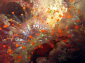 Orange Ball Corallimorph, commonly known as a Orangeball Anamone, picture shot during nightdive in 10ft of water, with a Canon S60 powershot