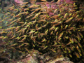 group of fish