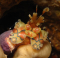 Little Harlequin Shrimp hiding in a hole and protecting his dinner!