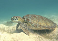 Nothing unusual - just another day in Tobago Cays underwater paradise