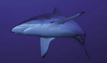 Grey Reef Shark (Carcharhinus ammblyrhynchos)